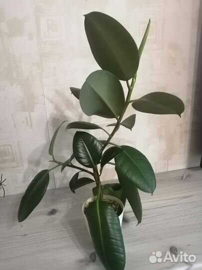 Фикус каучуконосный и хидера