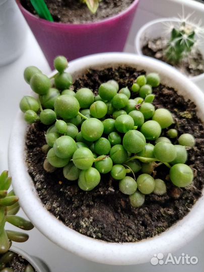 Крестовник Роули