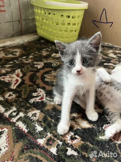 Отдам котят в добрые руки