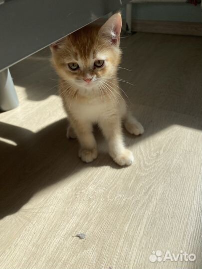 Британские котята золотая шиншилла