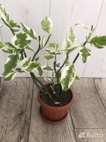 Педилантус