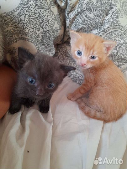 Котята в добрые руки