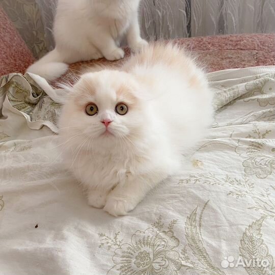 Шотландский котенок