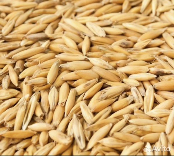 Продам овес, овёс