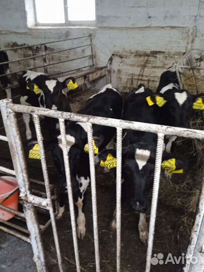 Бычки на откорм телята