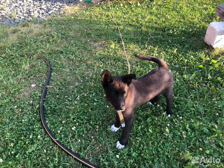 Собака в добрые руки отдам бесплатно щенок