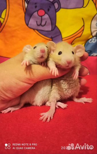 Крысята редкого окраса, Дамбо