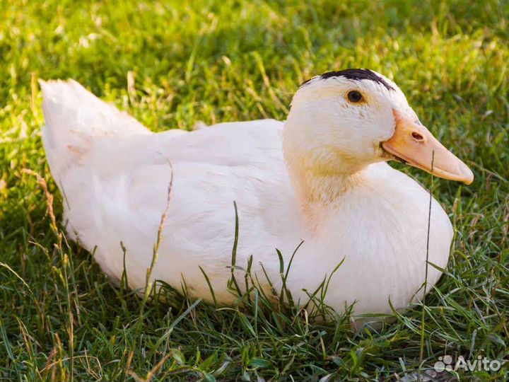 Утиное яйцо для инкубации