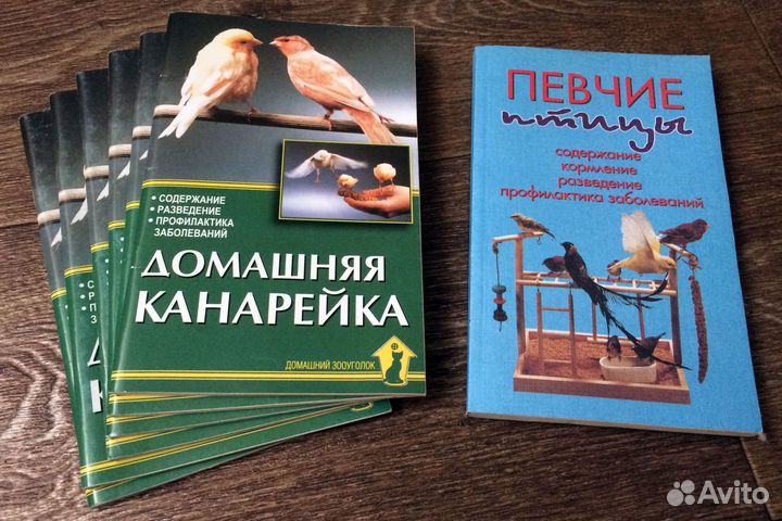 Домашняя канарейка