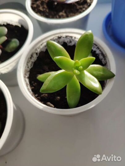 Суккуленты