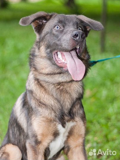 Собака-компаньон ищет семью