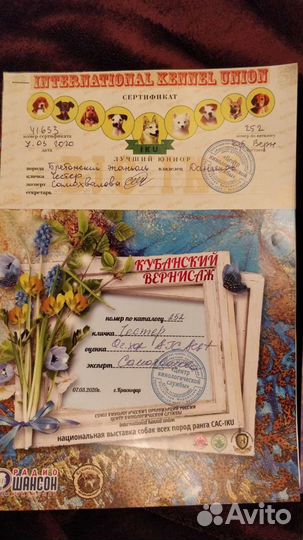 Вязка бритон