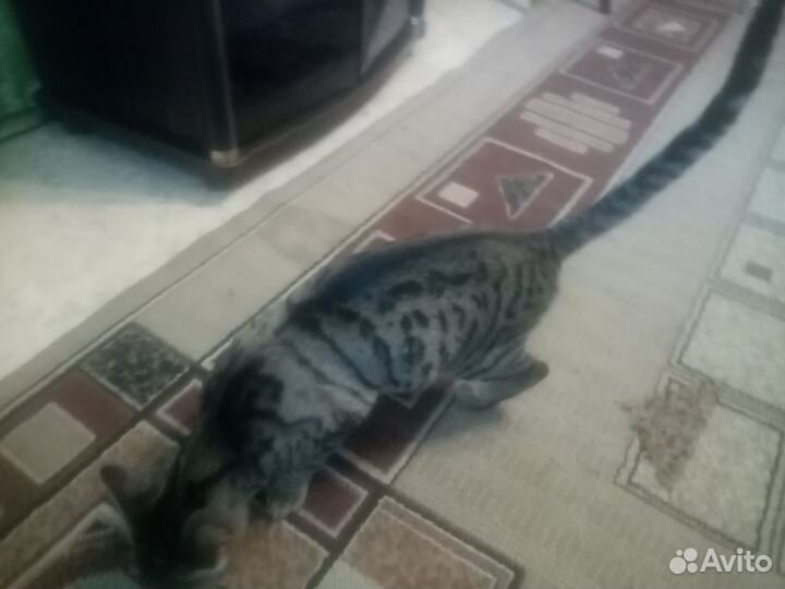 Найден котик