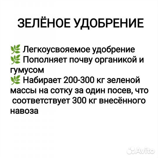 Семена фацелии 0,5 кг сидерат