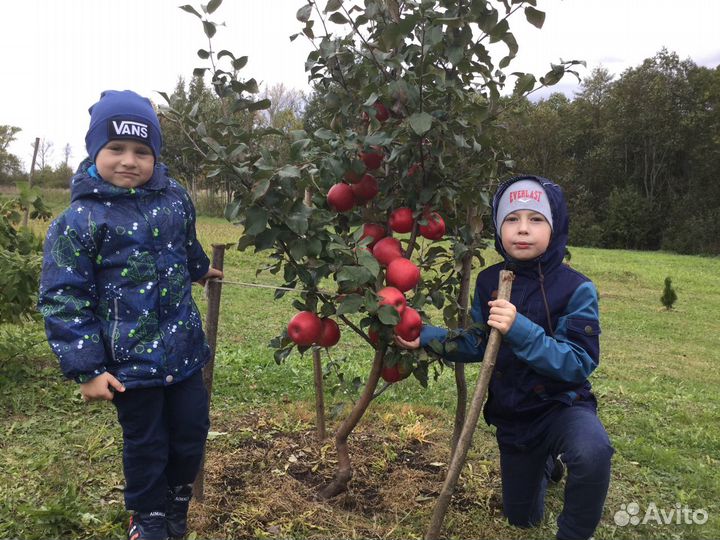 Саженцы Великих Лук