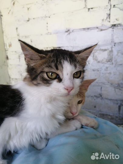 Милые котята