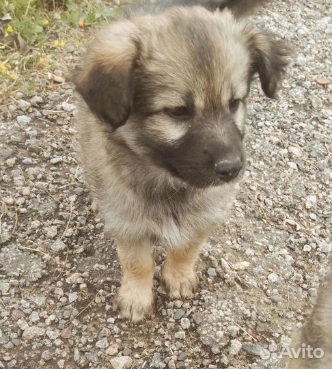 Собака в добрые руки щенок мальчик