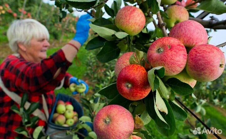 Сборщик яблок вахта