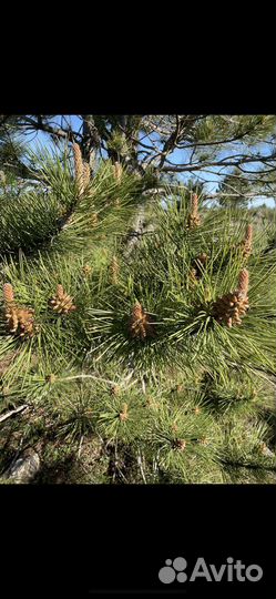 Пыльца крымской сосны