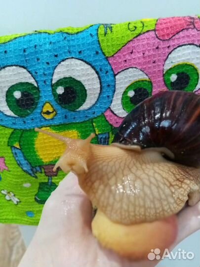 Улитки ахатины