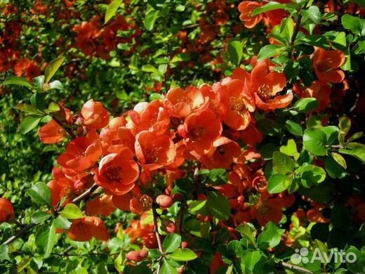 Айва японская Хеномелес отростки саженцы