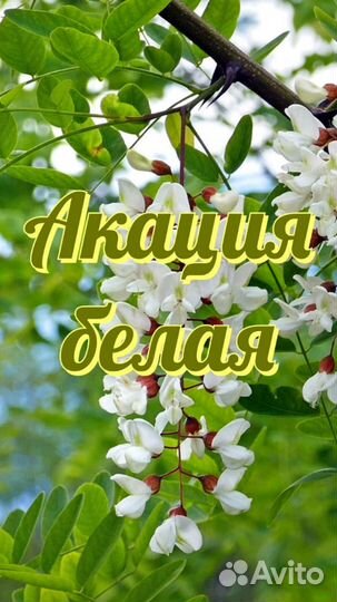 Акация белая