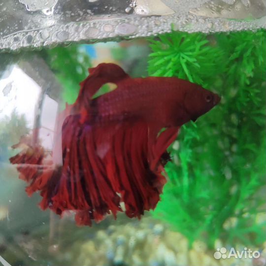 Рыбка петушок