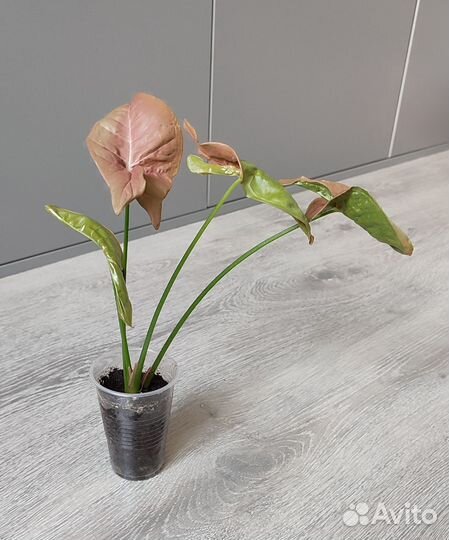 Сингониумы