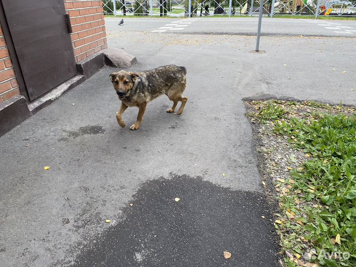 Собака в добрые руки