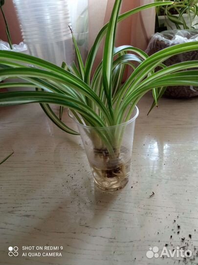 Папоротник нефролепис, хлорофитум