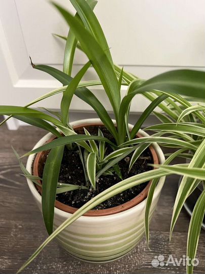 Хлорофитум укорененные отростки по несколько в 1