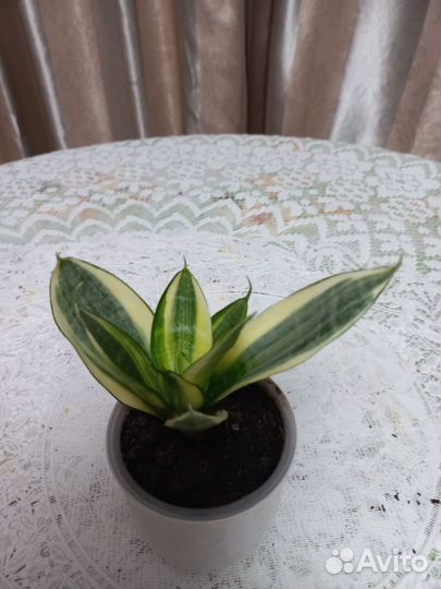 Сансенвьера