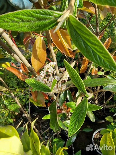 Калина декоративная 4 сорта