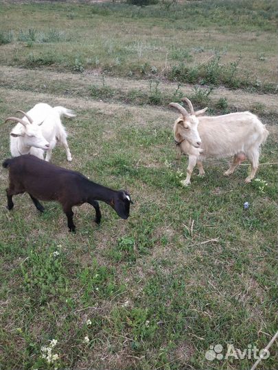 Продам козу дойную