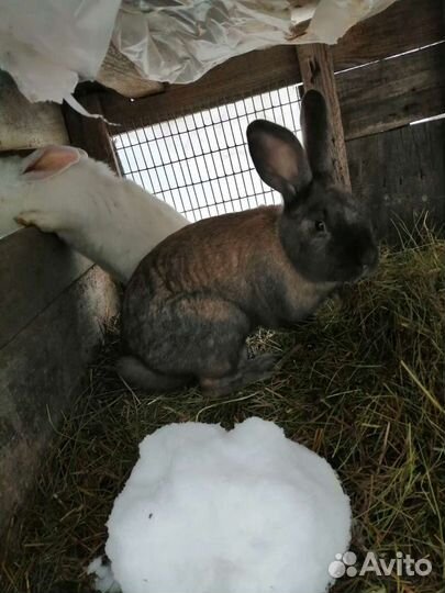 Кролики великаны