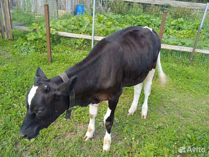Телка 7 месяцев