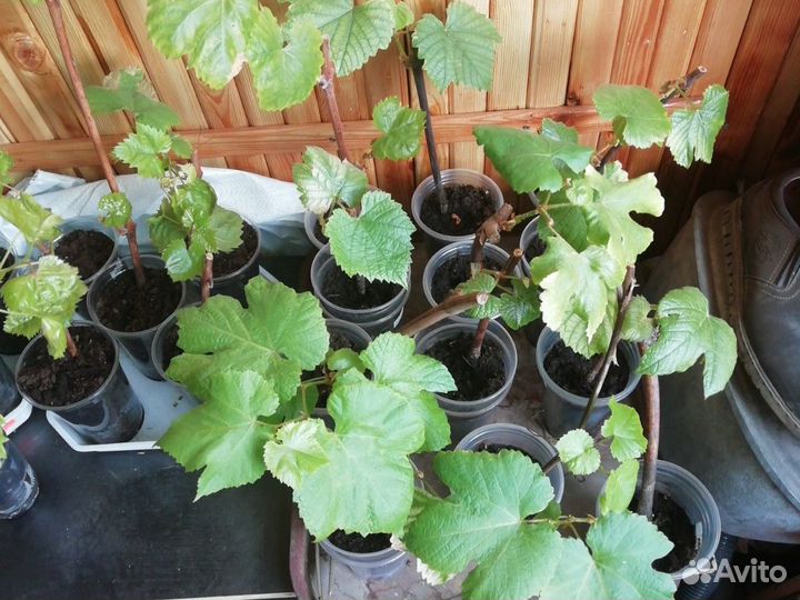 Виноград Русбол, Кодрянка, Ананасный