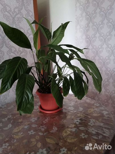 Спатифиллум женское счастье