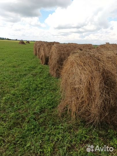 Продам сено в рулонах