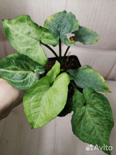 Сингониумы сортовые