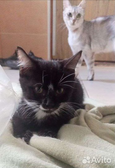 Кошка в дар бесплатно