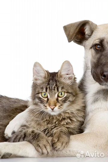 Кастрация / стерилизация кошек и собак