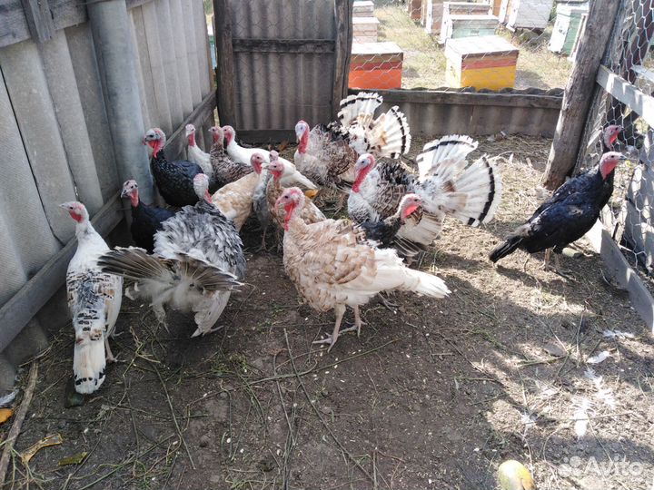 Индейки породистые, Ливенские ситцевые петушки