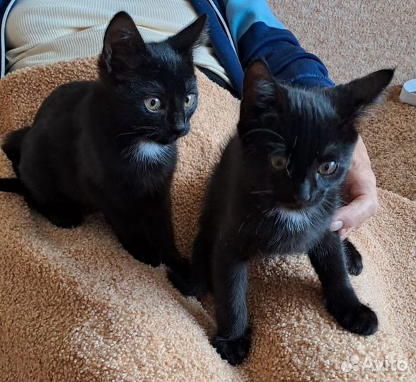 Котята черные