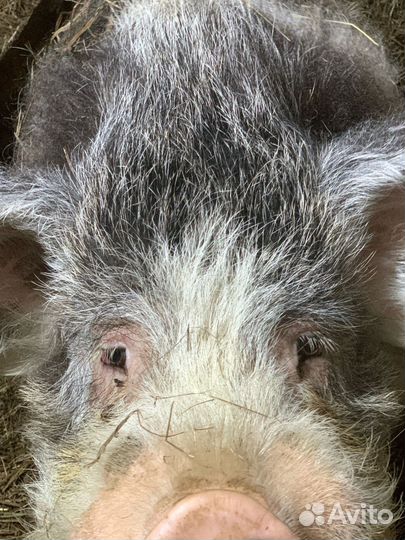 Хряк, вьетнамские поросята