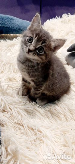 Котенок девочка