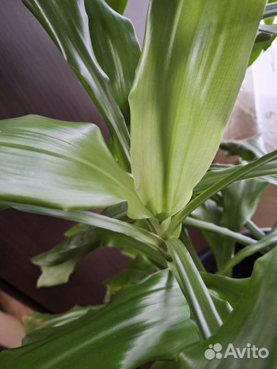 Пальма драцена