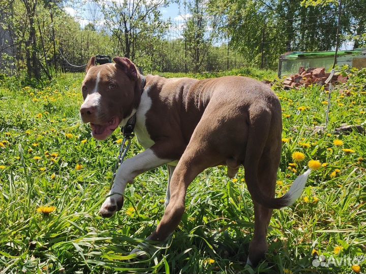 Питбуль кобель