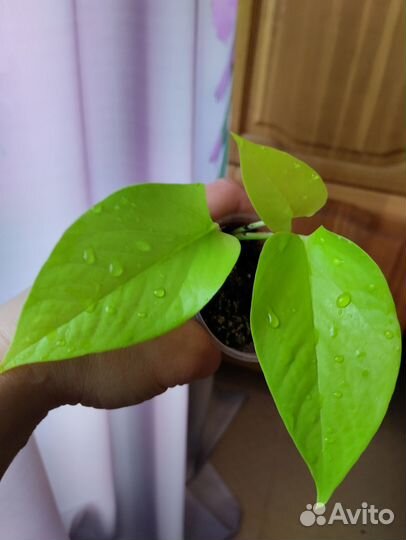 Сциндапсусы, эпипремнумы, Марбл Квинн, Мунлайт