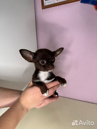 Последний микро малыш